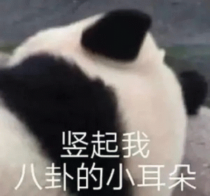 竖起我八卦的小耳朵可爱熊猫竖起耳朵，配文“竖起我八卦的小耳朵”萌翻了表情包图片gif动图- 求表情网,斗图从此不求人!